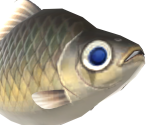 Crucian Carp