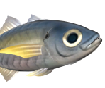 Horse Mackerel