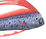 Oarfish