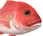 Red Snapper