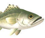 Sea Bass