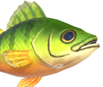 Yellow Perch