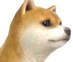 Shiba Inu