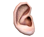 Human Ear