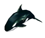 Orca