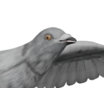 Pigeon