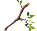 Tree Branch