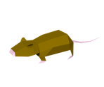 Rat