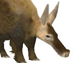 Aardvark