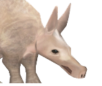 Aardvark Calf