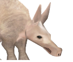 Aardvark Baby