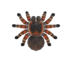 Tarantula