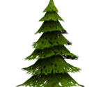 Fir Trees