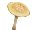 Mushrooms (Skeleton Arms)