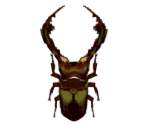 Cyclommatus Beetle