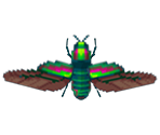 Jewel Beetle