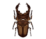 Miyama Stag Beetle
