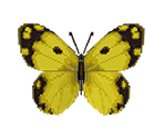 Yellow Butterfly