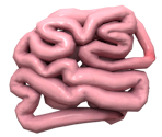 Small Intestines