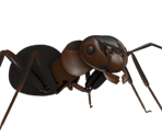 Ant