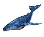 Whale