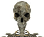 Skeleton