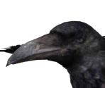 Giant Crow
