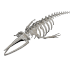 Whale Skeleton