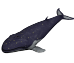 Whale