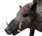 Boar