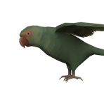 Parrot