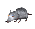 Rat