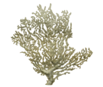 Octonok Coral