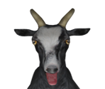Goat (Pilgor)