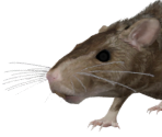 Rat