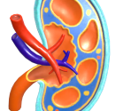 Kidney Anatomy Model