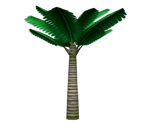 Sago Palm