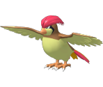 #017 Pidgeotto