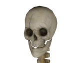 Skeleton