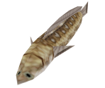 Hylian Loach