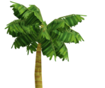 Palm Tree