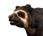 Spectacled Bear Male