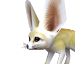 Fennec Fox Baby