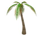 Palm Tree