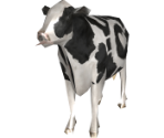 Companion Cow