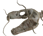 Jabberwock Skeleton