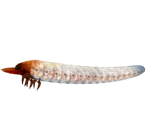 Egg Bearer Larva