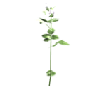 White Flower