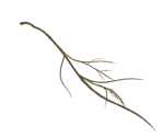 Large Branch