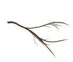 Burnt Branch (Alternate)